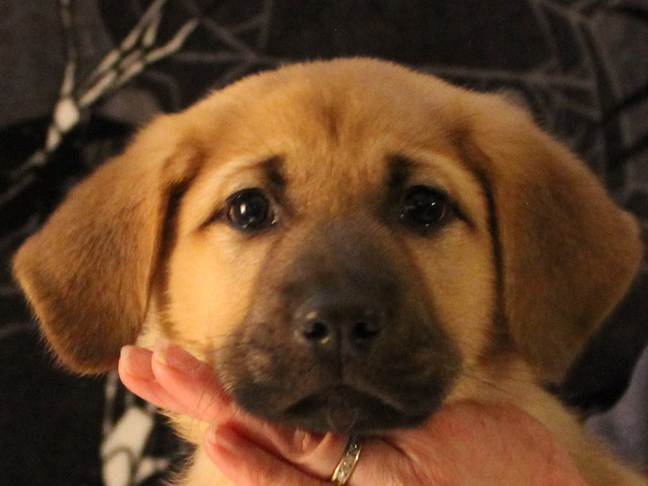 chinook puppy